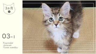 3か月のふゆねこ日記①