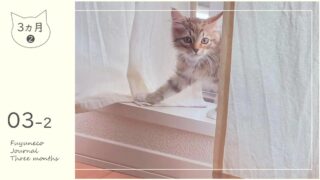 3か月のふゆねこ日記②