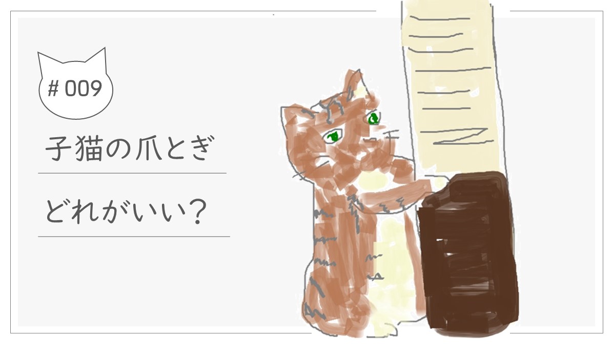 子猫の爪とぎデビュー