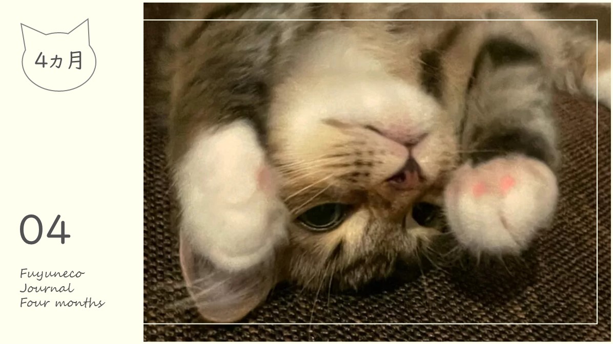 4か月のふゆねこ日記