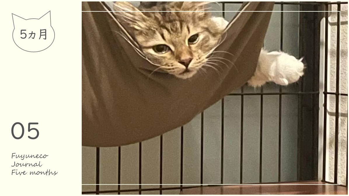 5か月のふゆねこ日記
