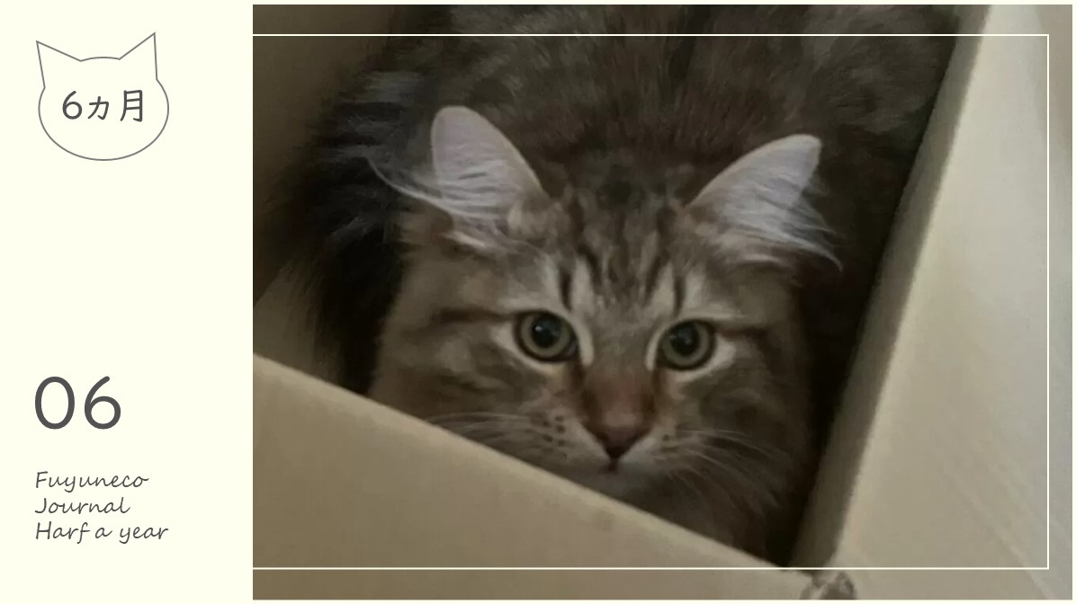 6か月のふゆねこ日記