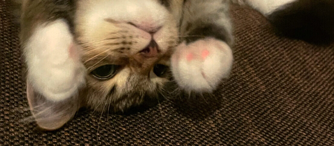4か月のふゆねこ日記