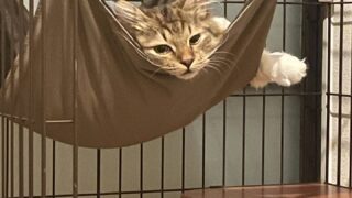 5か月のふゆねこ日記
