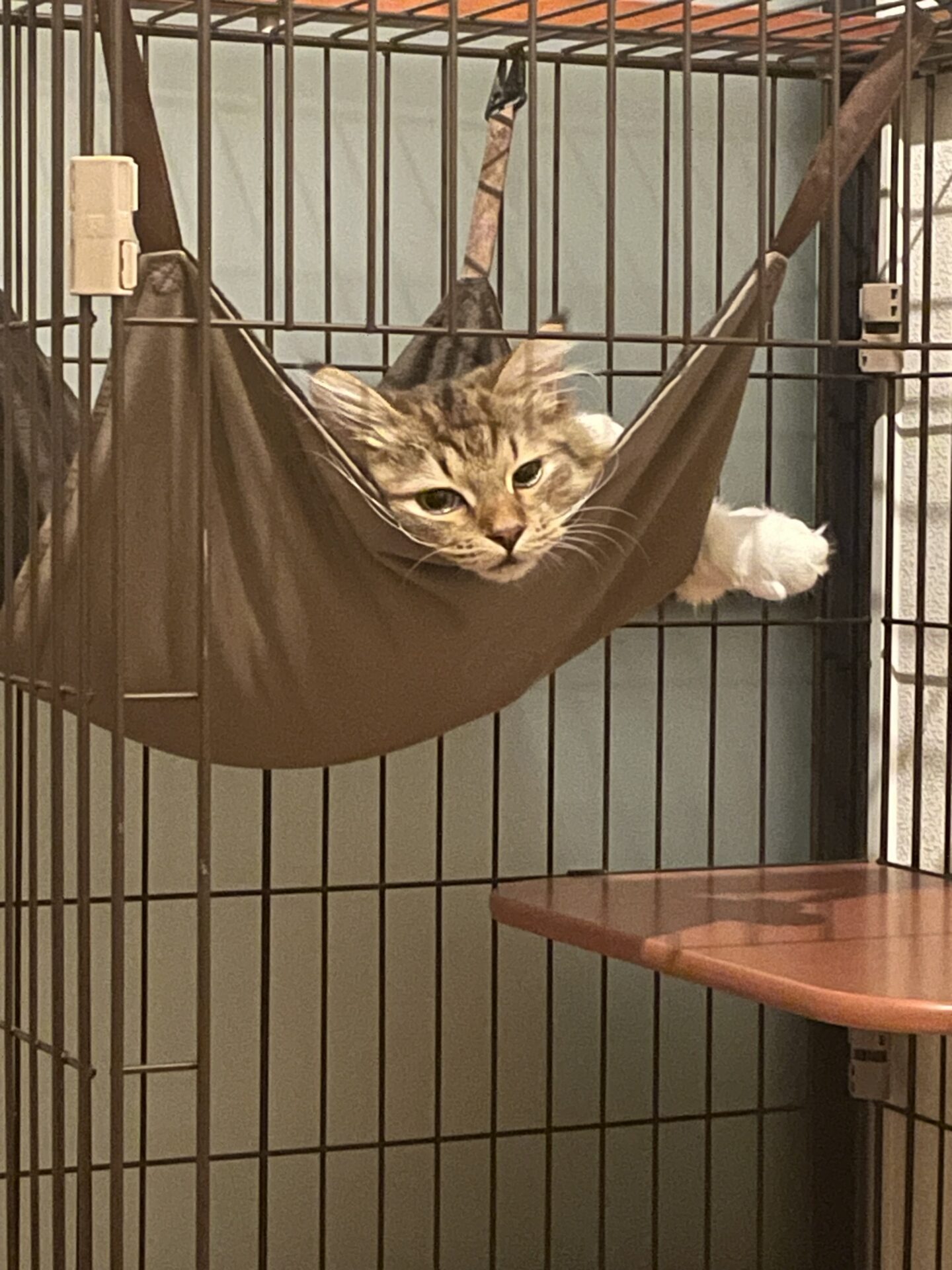 5か月のふゆねこ日記