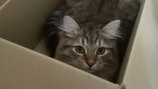 6か月のふゆねこ日記