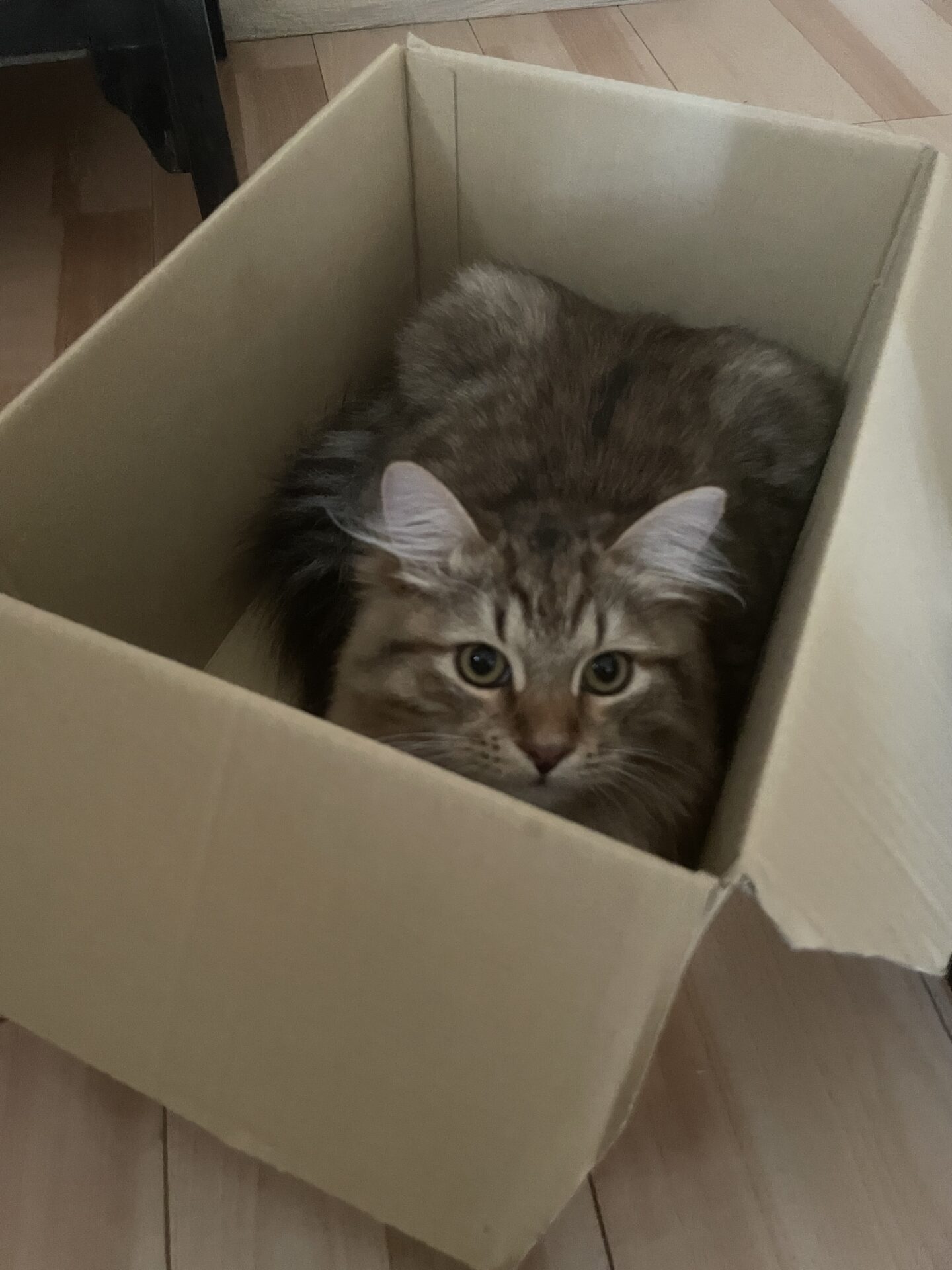 6か月のふゆねこ日記